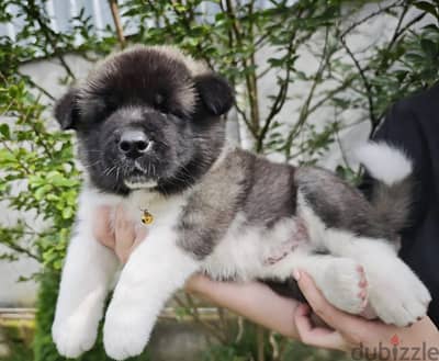 American Akita puppy boy from Russia