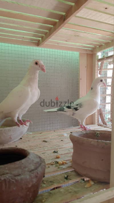 مطلوب نتي زواجل