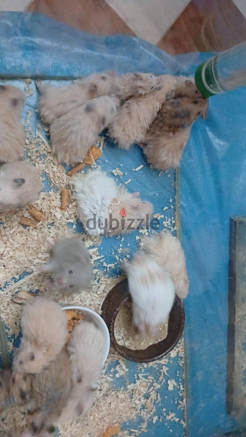 هامسترات 2