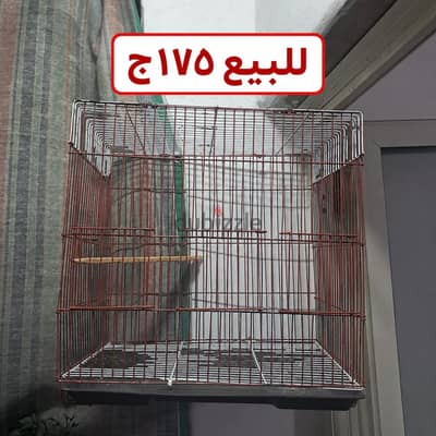 سبت عصافير