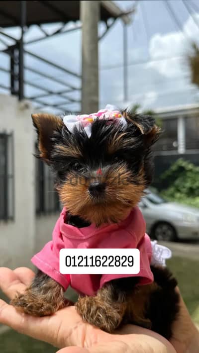 Premium quality yorkshire puppies يوركشاير