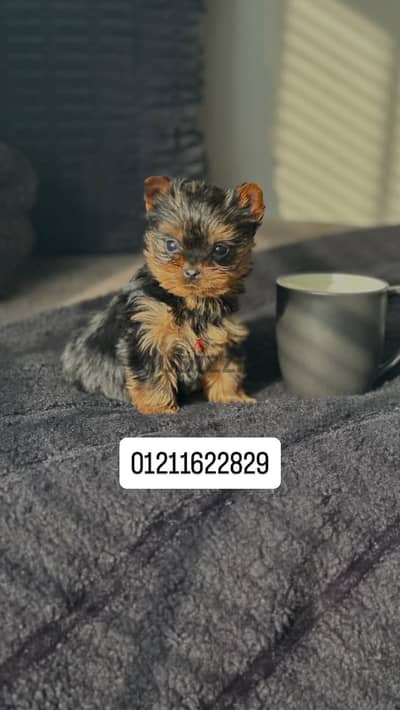 Yorkshire puppies بوركشاير
