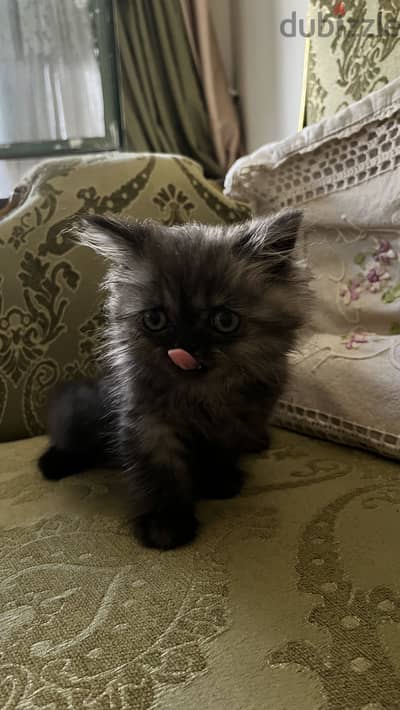 Black Smoke Persian Kitten for Sale