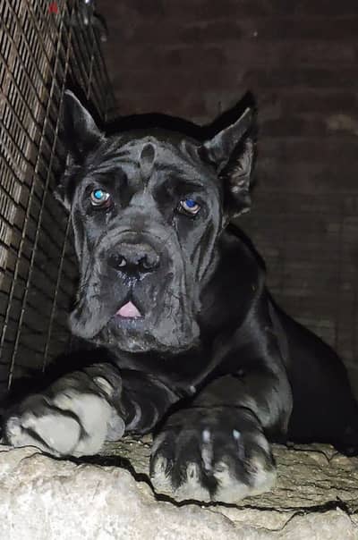 بنت كين كورسو cane corso