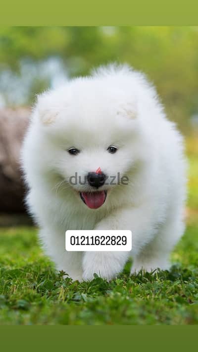 Samoyed puppies top quality سامويد