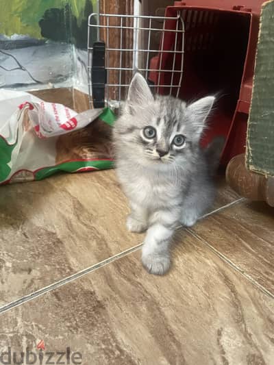 British Longhair mix - Silver Tabby.