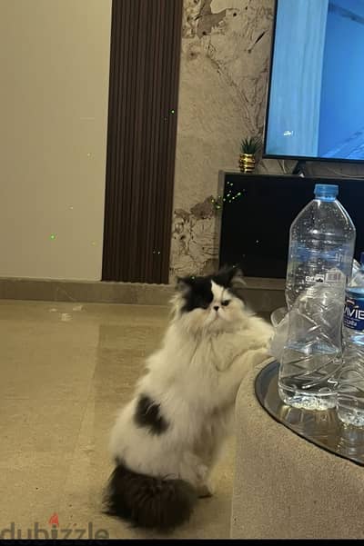 ولد بيرشن