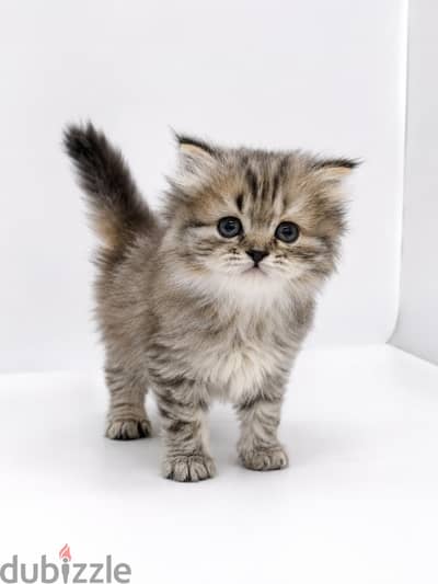 female kitten gold tabby
