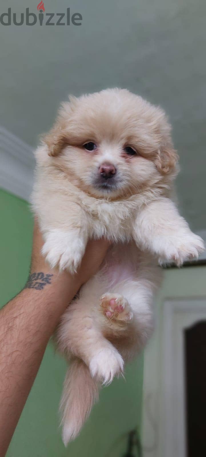 puppies 1