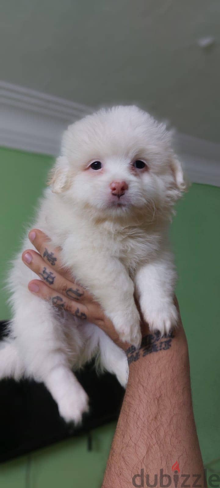 puppies 2