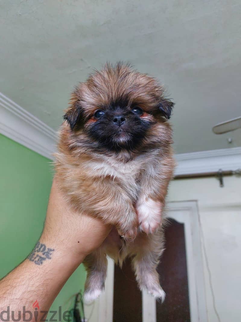 puppies 3