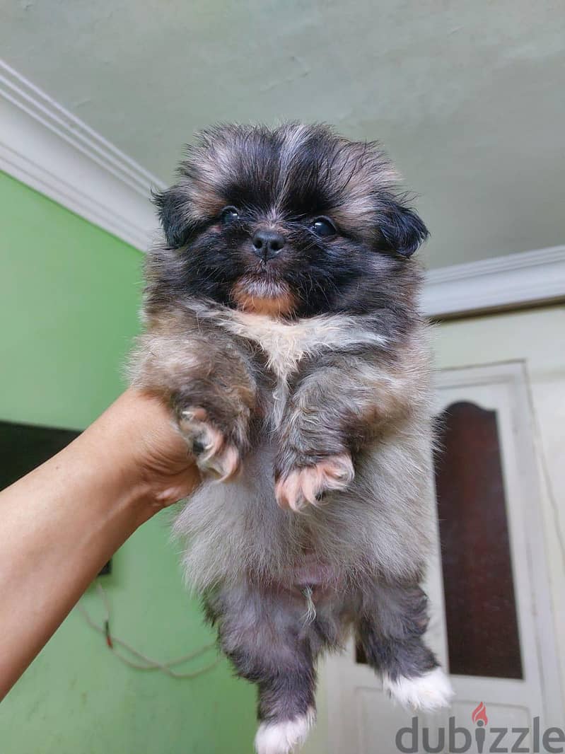 puppies 4