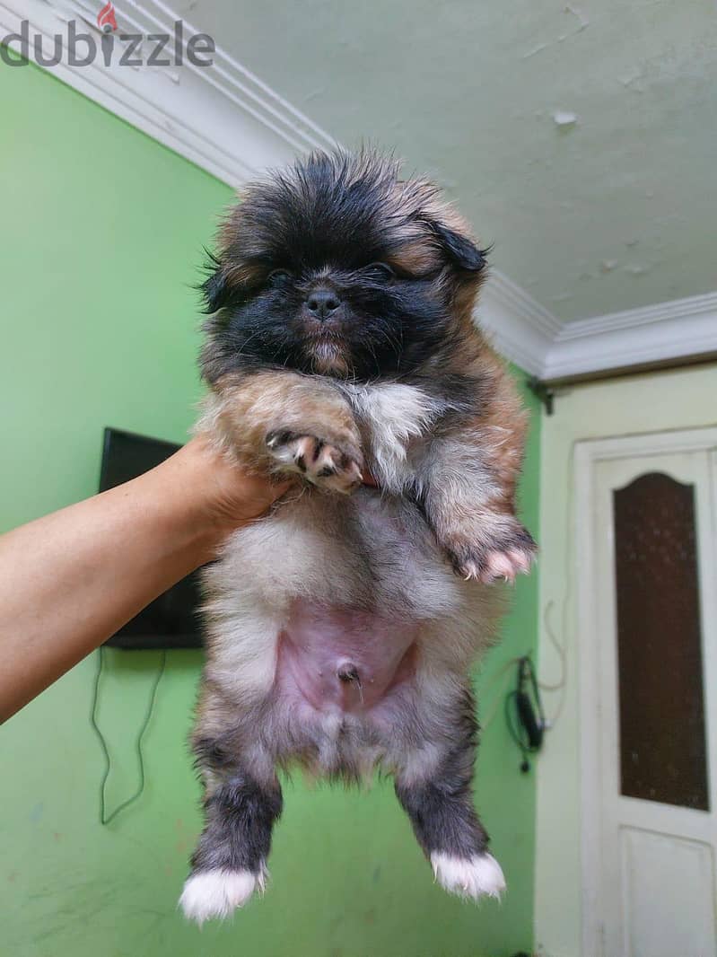 puppies 5