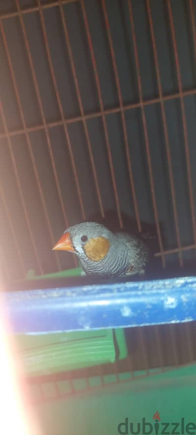 دكر زيبرا شغاال