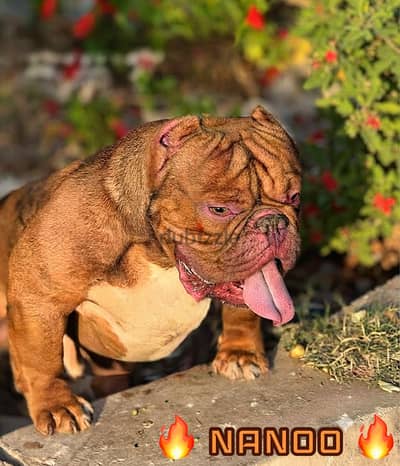 اقوي دكر اكزوتك بولي للجواز American bully