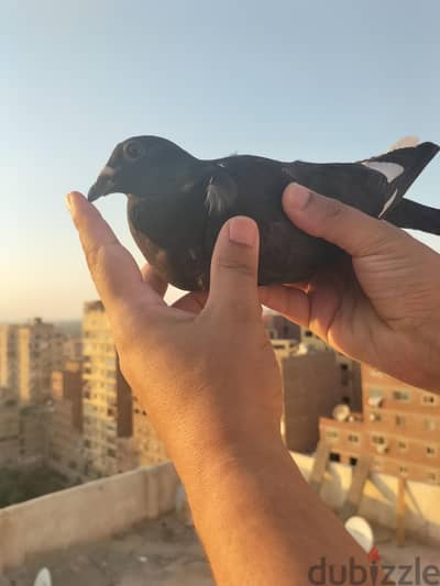 للبيع قص زاجل