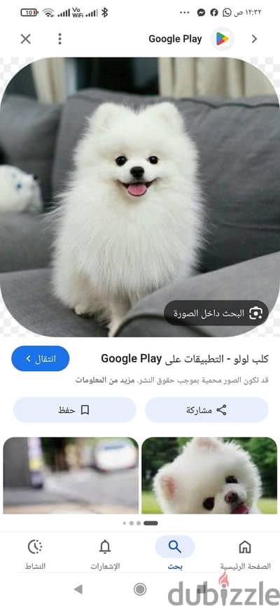 عايز كلب لولو في عمر 45 يوم يكون كلب لعبي ويكون تبني