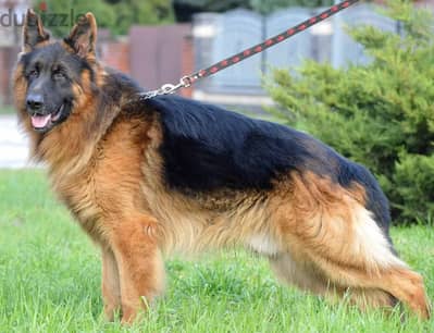 German shepherd puppies male female German جراوي جيرمن شيبرد ذكر انثي