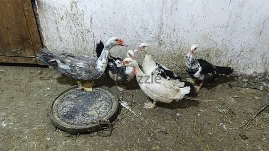 بط وز حمام ارنب