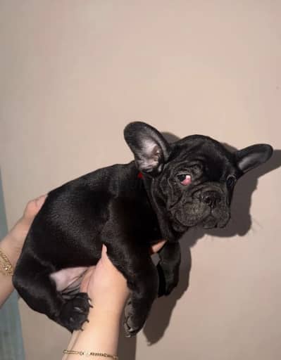 جرو فرنش بولدوج (French Bulldog) بيور - لعبي ومتدرب
