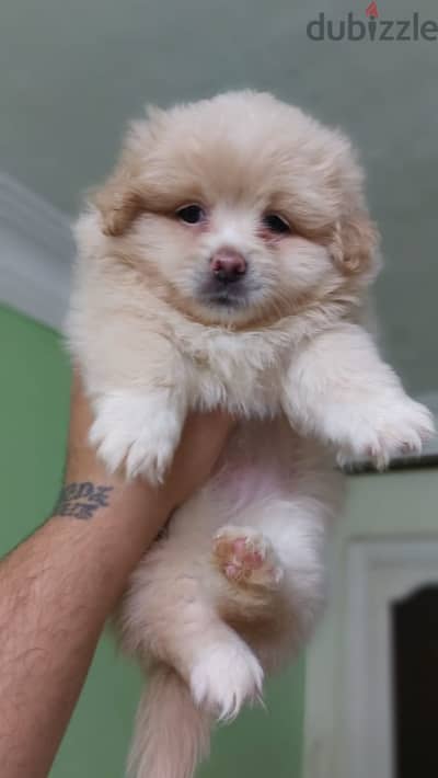 Havanese