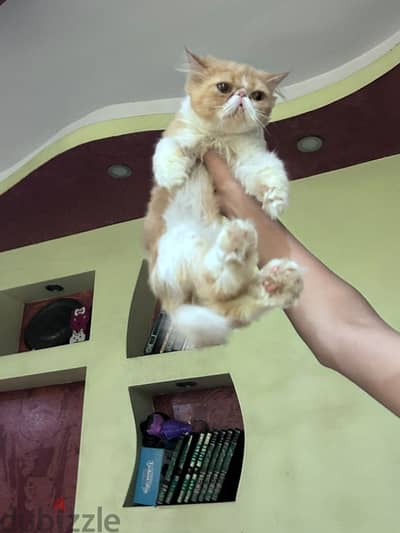قط بيرشن للبيع