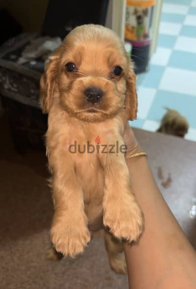 Cocker spaniel female puppy