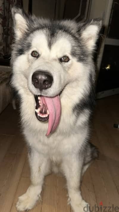 alaskan malamute champion