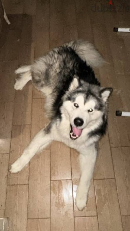 alaskan malamute champion 1