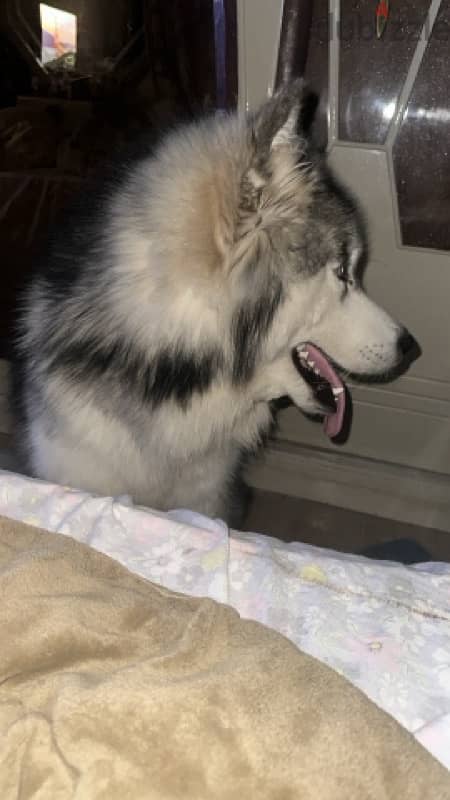 alaskan malamute champion 2