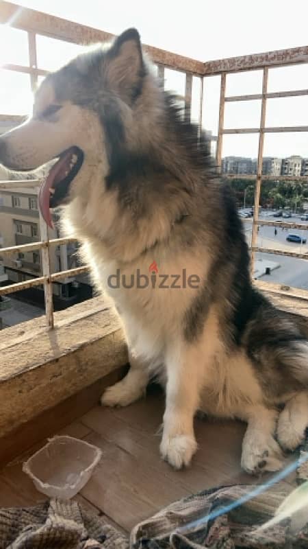 alaskan malamute champion 3