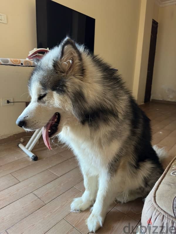 alaskan malamute champion 4