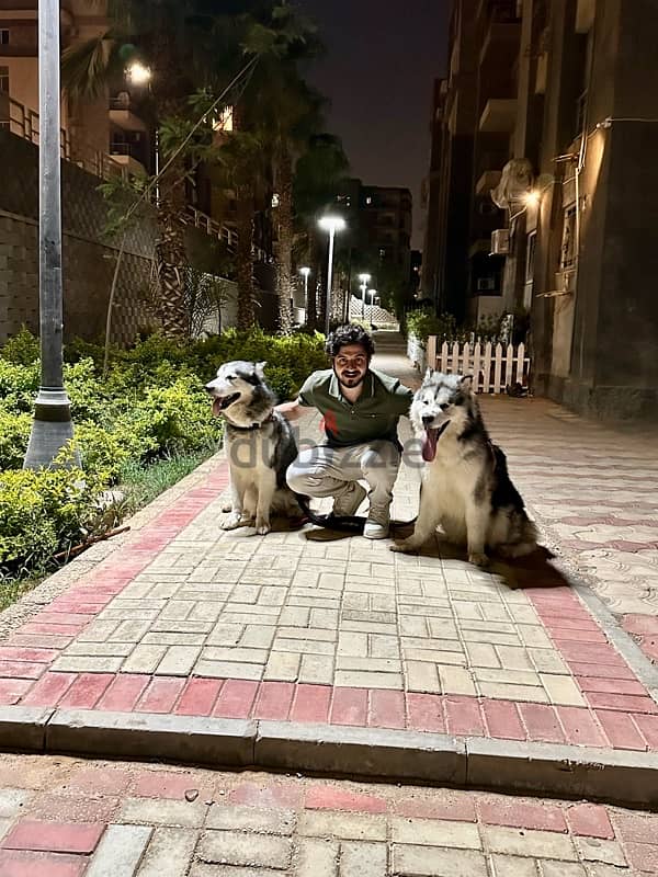 alaskan malamute champion 5