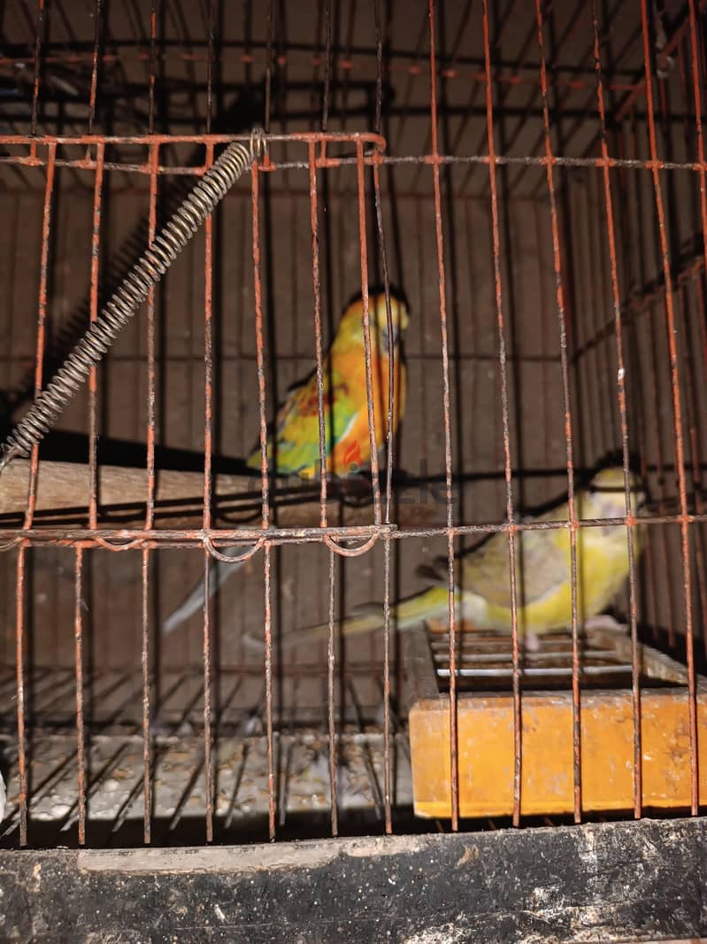 ريدرام 1