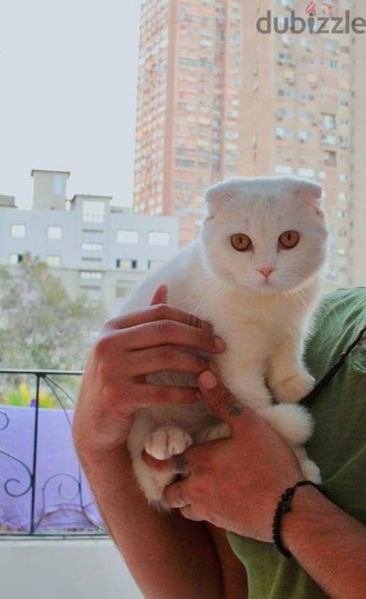 Male Scottish fold for mating > للتزواج فقط 1