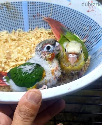 بغبغانات كنيور هاى رد بينابول ويلو سايد كونيور