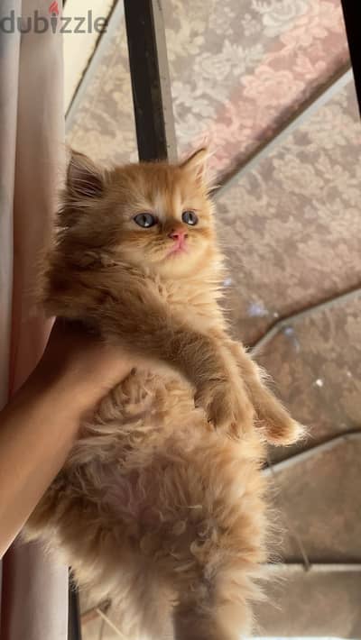 قطه شيرازي