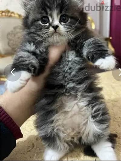 قطه شيرازي للبيع
