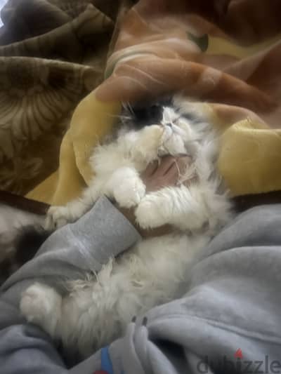 بيرشن زورار