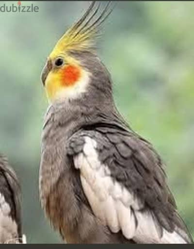 عصفور زينه للبيع