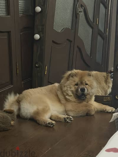 Chowchow female dog