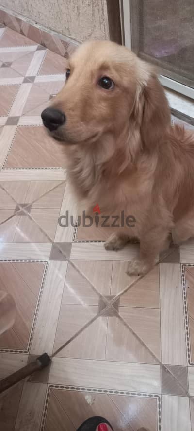 for adoption