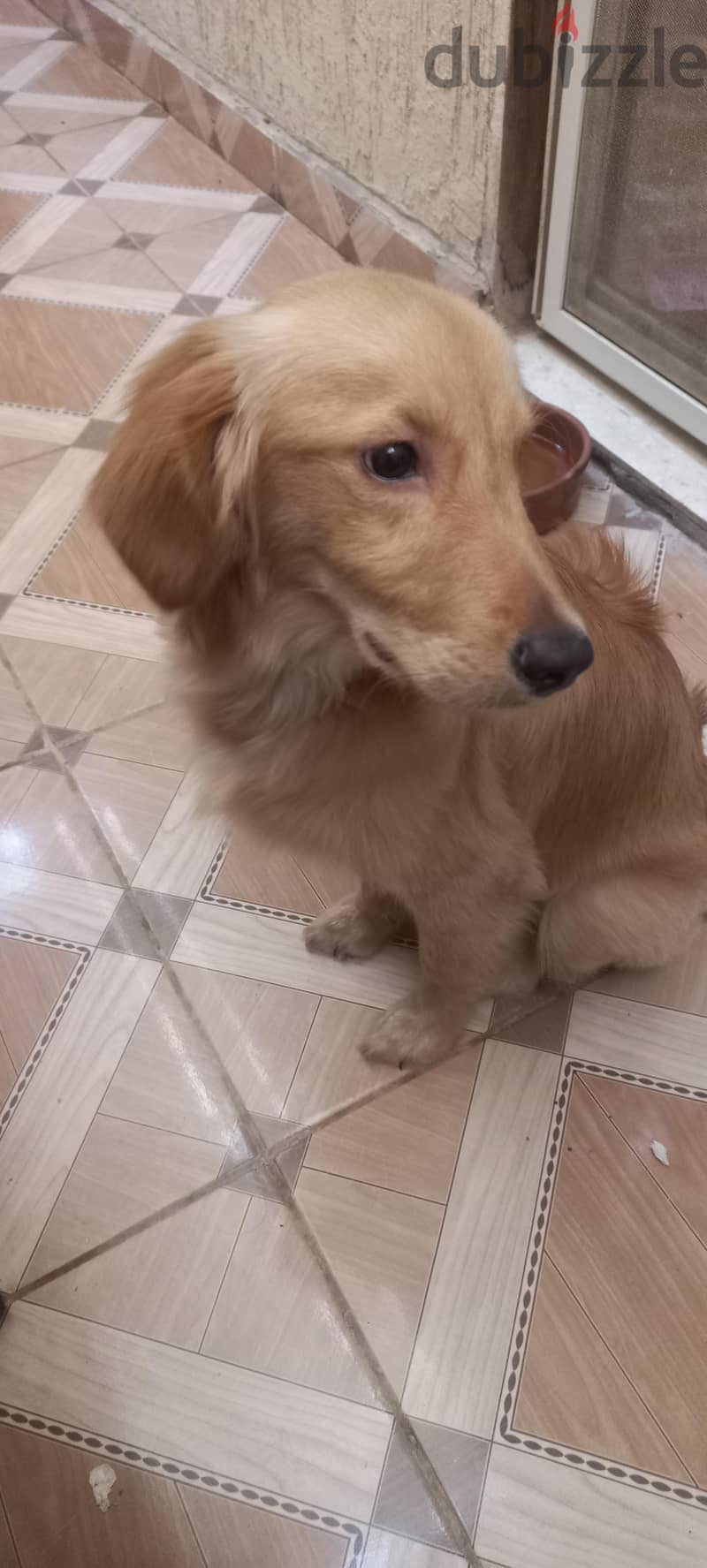 for adoption 1