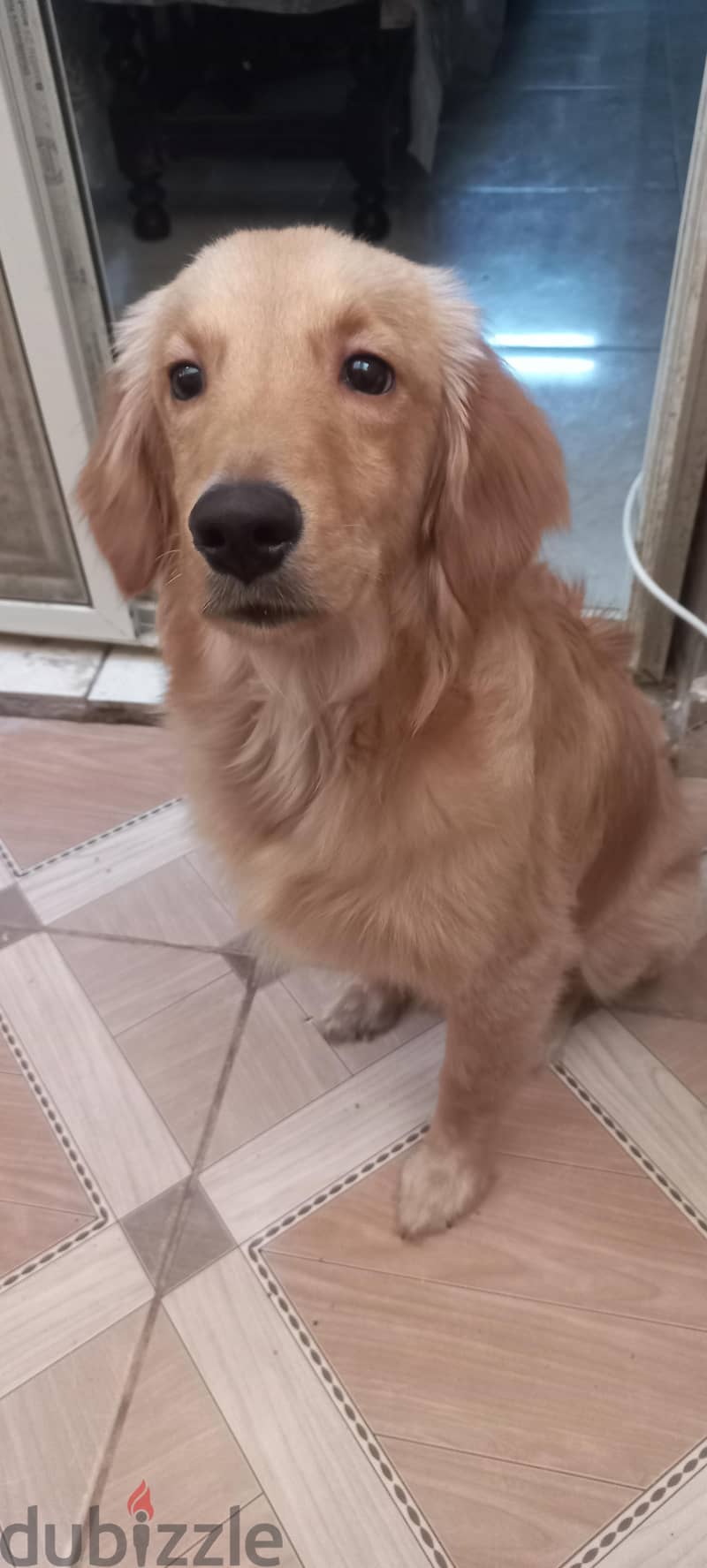 for adoption 2