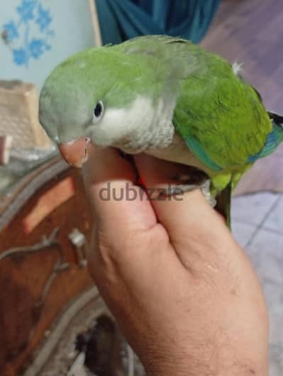 فرد كويكر اخضر حجم سوبر جامبو