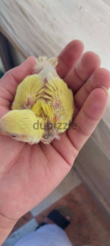 روز لاتيني