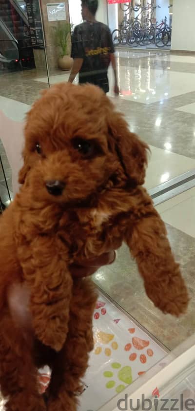Cavapoo