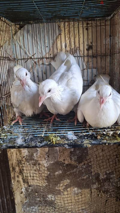 زغاليل