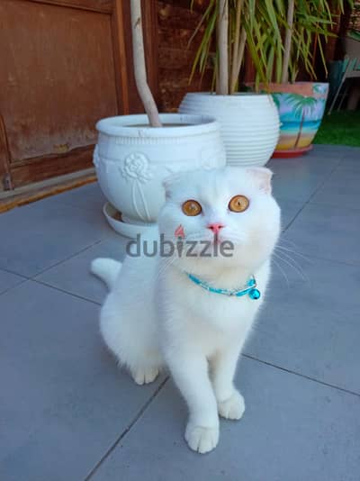 Male Scottish fold for mating
