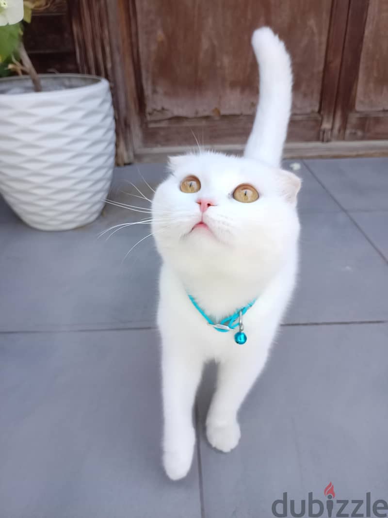 Male Scottish fold for mating > للتزواج فقط 2